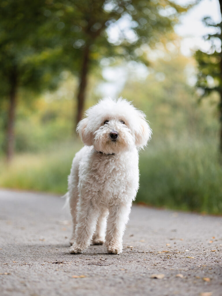 Hundefotografin